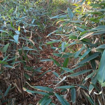 冬だからまだいいが藪だらけ💦