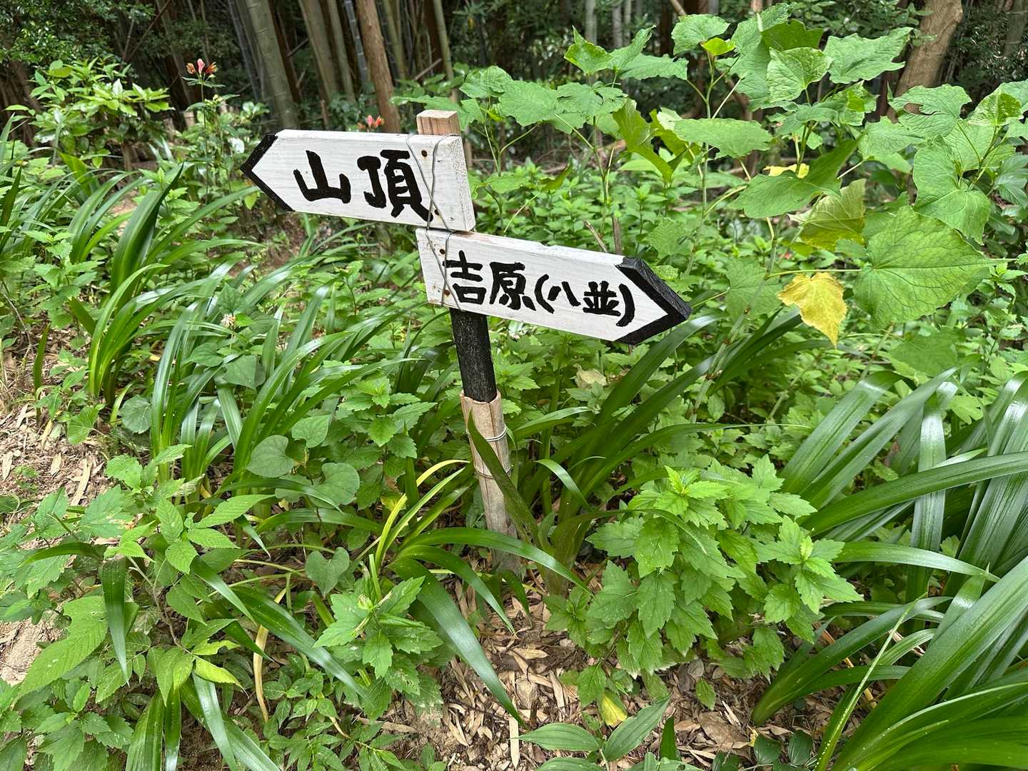 山頂へ