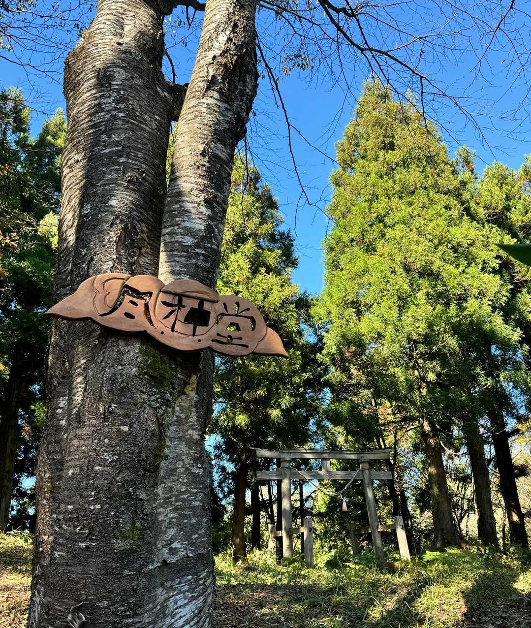 八乙女山五合目登山口-八乙女山-栃原峠-大寺山 往復コースの写真