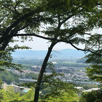 木々の間から三川合流点を眺めることができました。