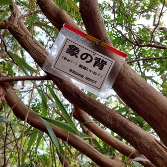 象の背