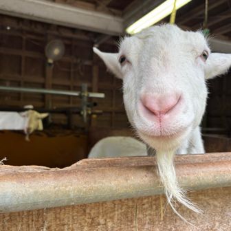 笑顔が可愛い山羊🐐いた！