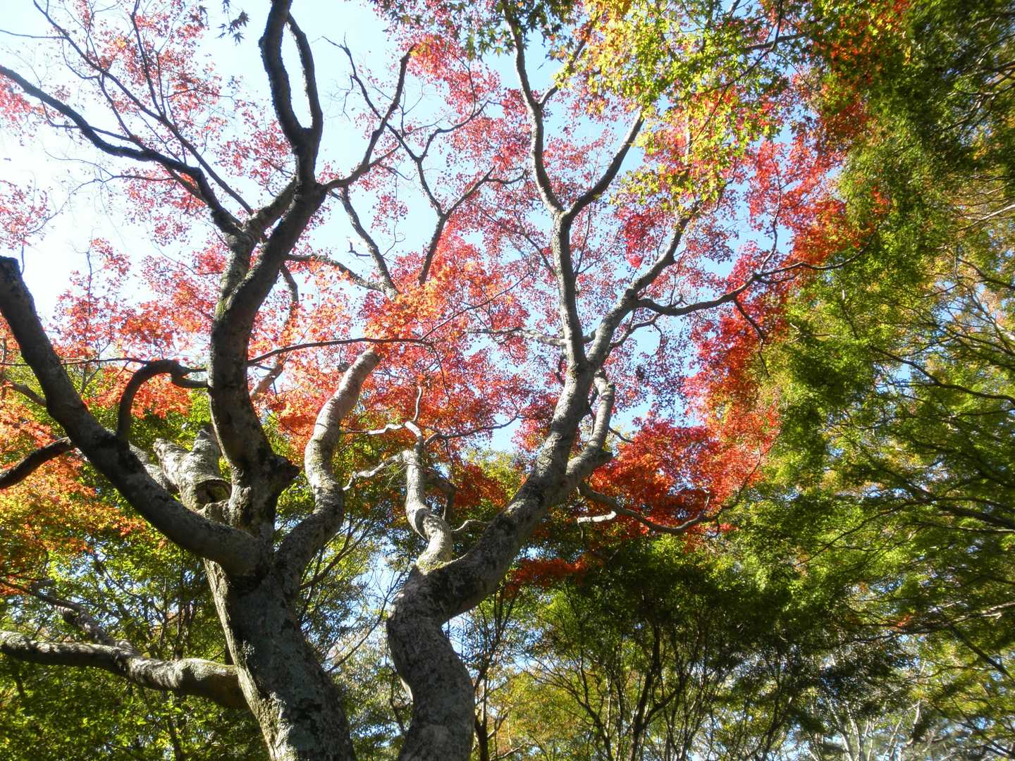 頂上付近の紅葉きれいでした