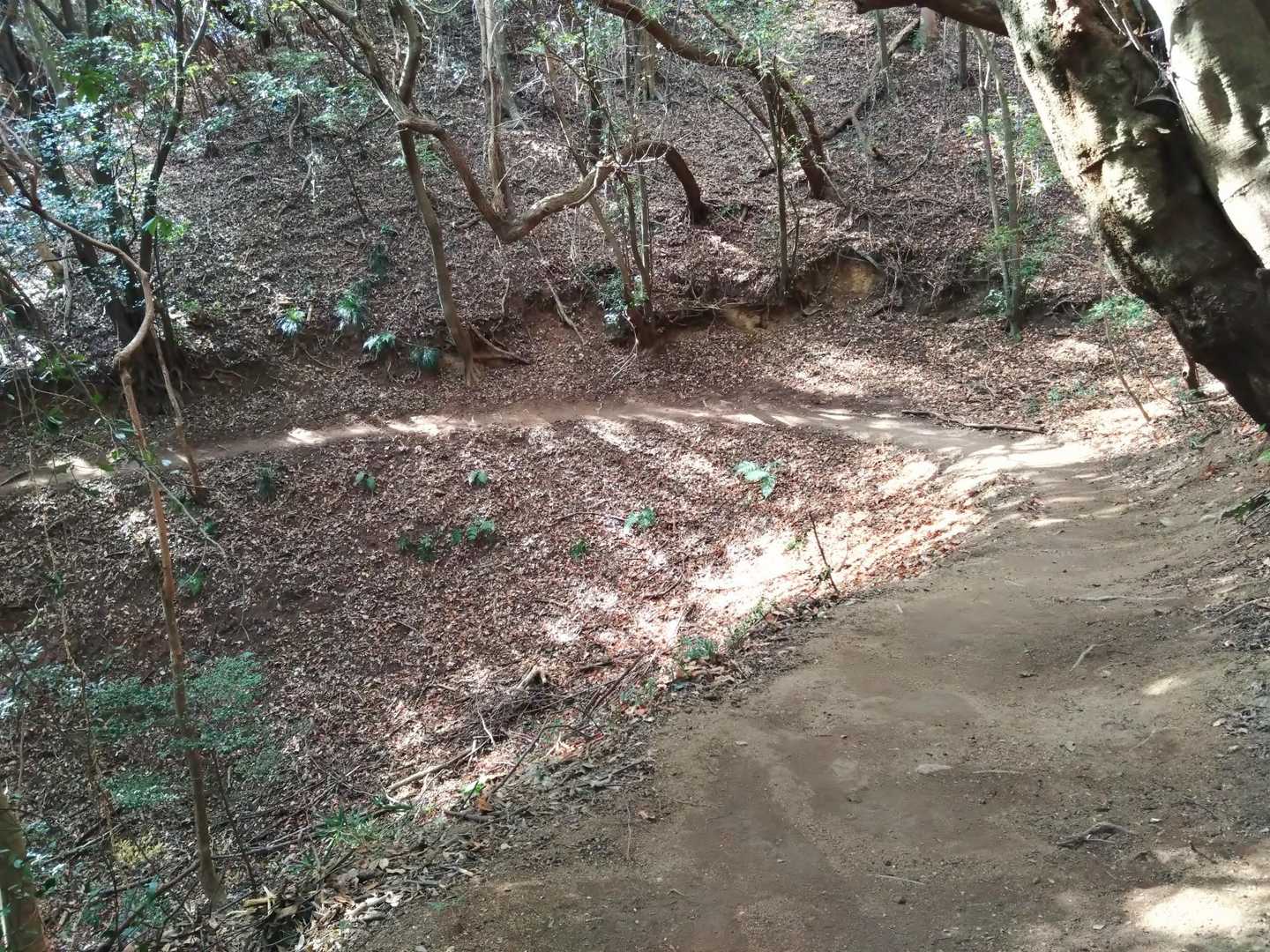 モフモフ無し。
こちら側はブロワーを使用して登山道を整備されておられる方がいらっしゃいました。
めちゃくちゃスッキリ✨️
感謝🙏