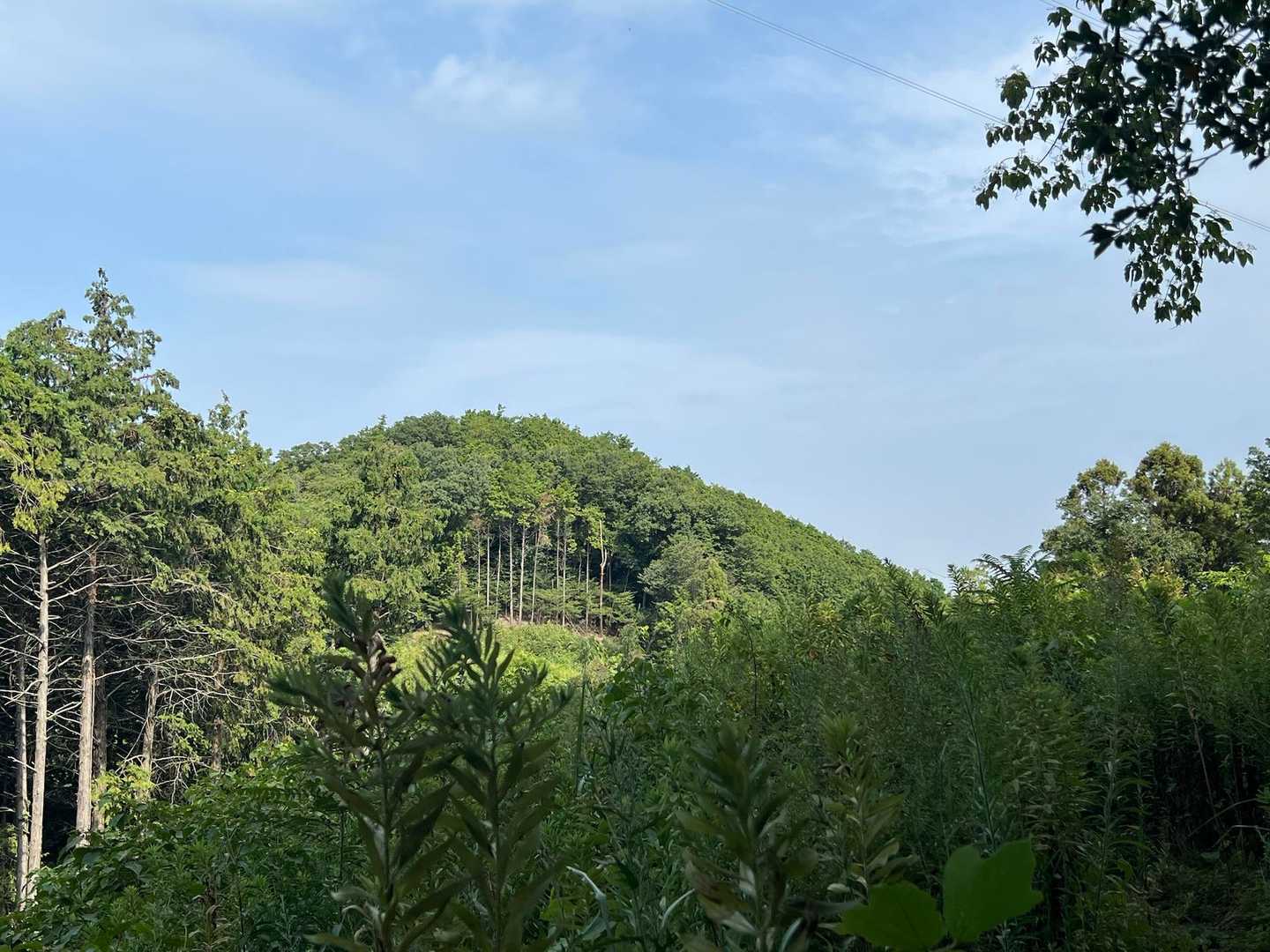 烏岳
またいつか来ます！！
烏岳に行く道は薮ってはなかったけど、取り付き付近しか見てないのでなんとも！！

そしてぼんやり歩いていたら、鉄塔巡視路に引き込まれていた(笑)
え？ちがうよね！？ちょっと右往左往😂
ちゃうちゃう、今日は薮こがない！！

無事外環へ。