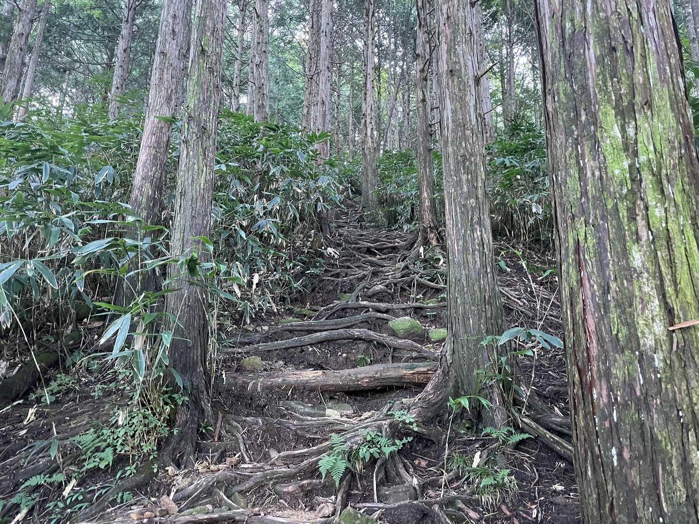 根っこだらけの登山道
雨上がりだと下山は特に滑ってヤバそう😱