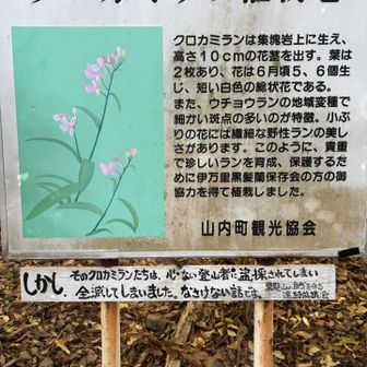 この文言毎回憤り感じる
それ盗掘者でしょ
他に書き方あるでしょうに..