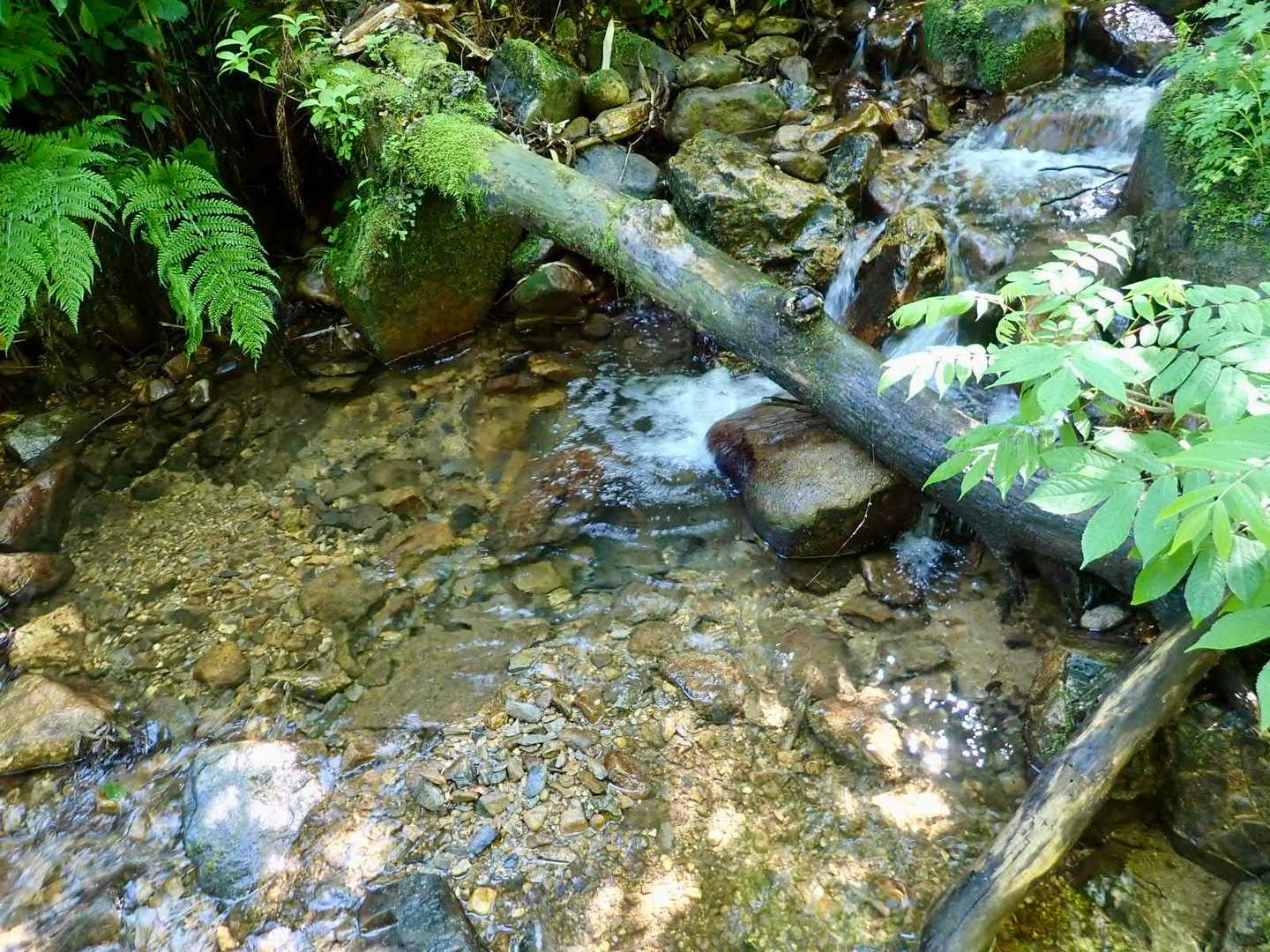 長尾峠-長尾山-奥長尾山-大辻山 往復コースの写真