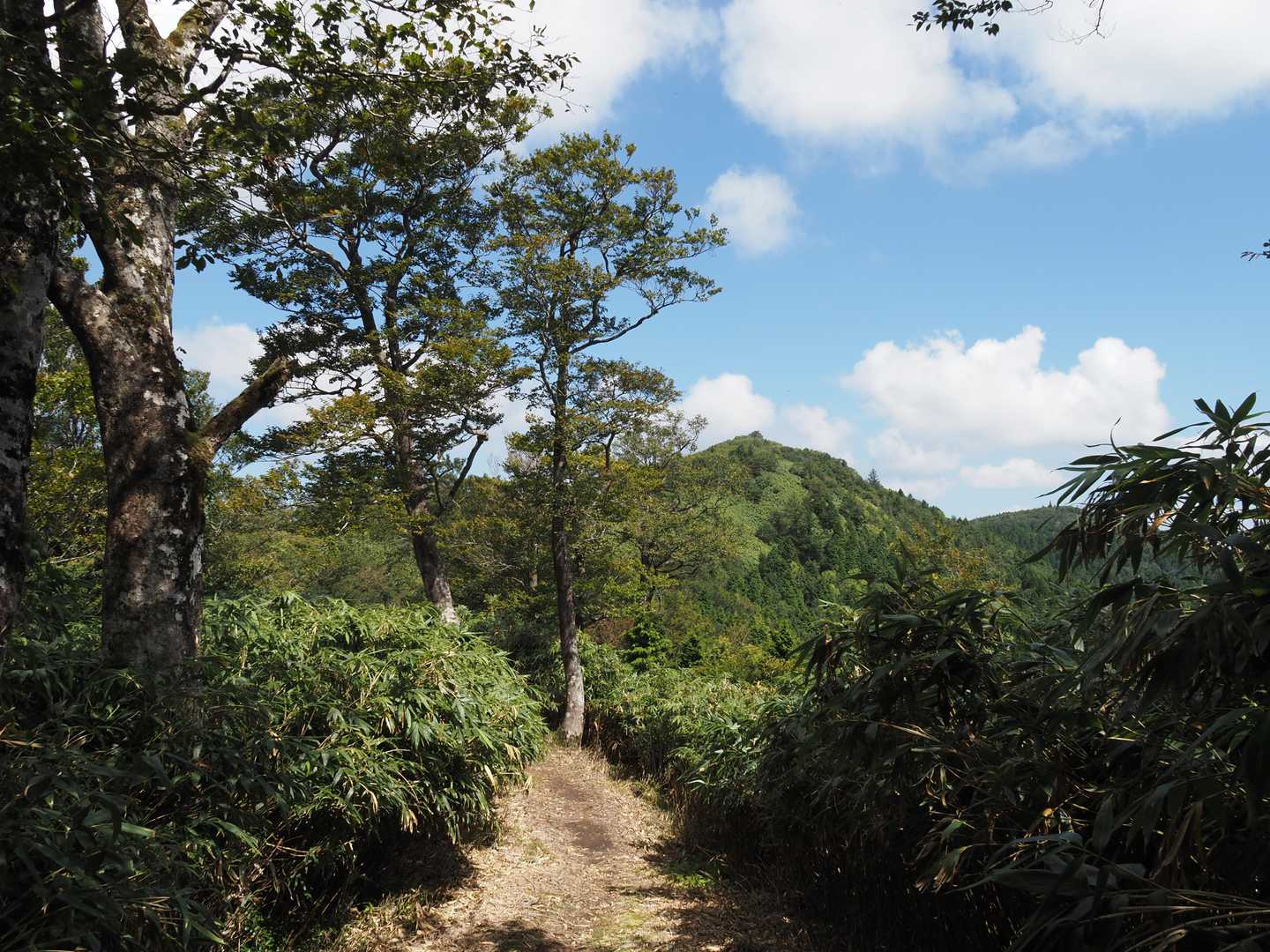 分岐を過ぎると視界が開けるところが一ヶ所あって、富栄山が目の前に現れます🎵🤩