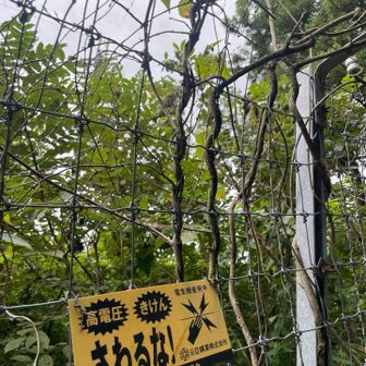 さわるな！が
しばらく続く、、