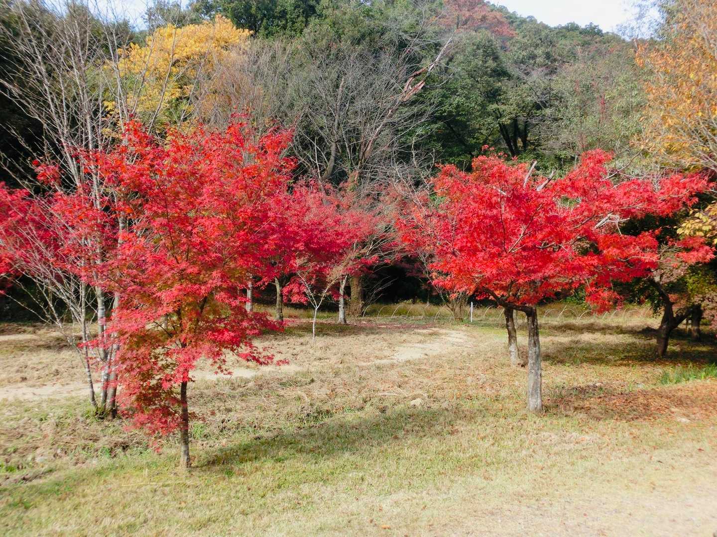 多賀坂峠-迫間山-迫間不動-白竜山寺 周回コースの写真