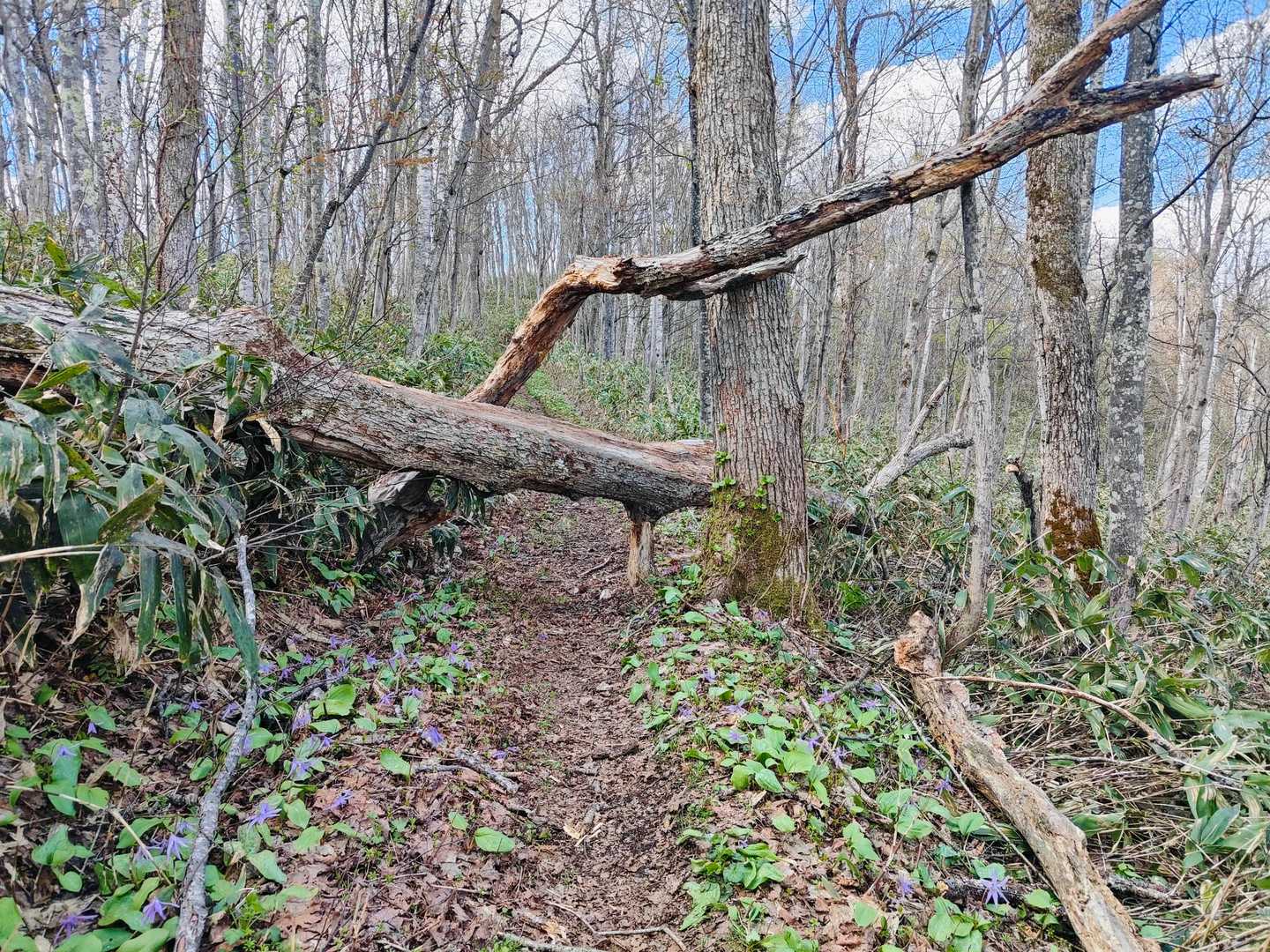 嵐山登山口-嵐山-近文山-国見峠-下半面山 往復コースの写真