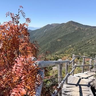 紅葉が広がっていました