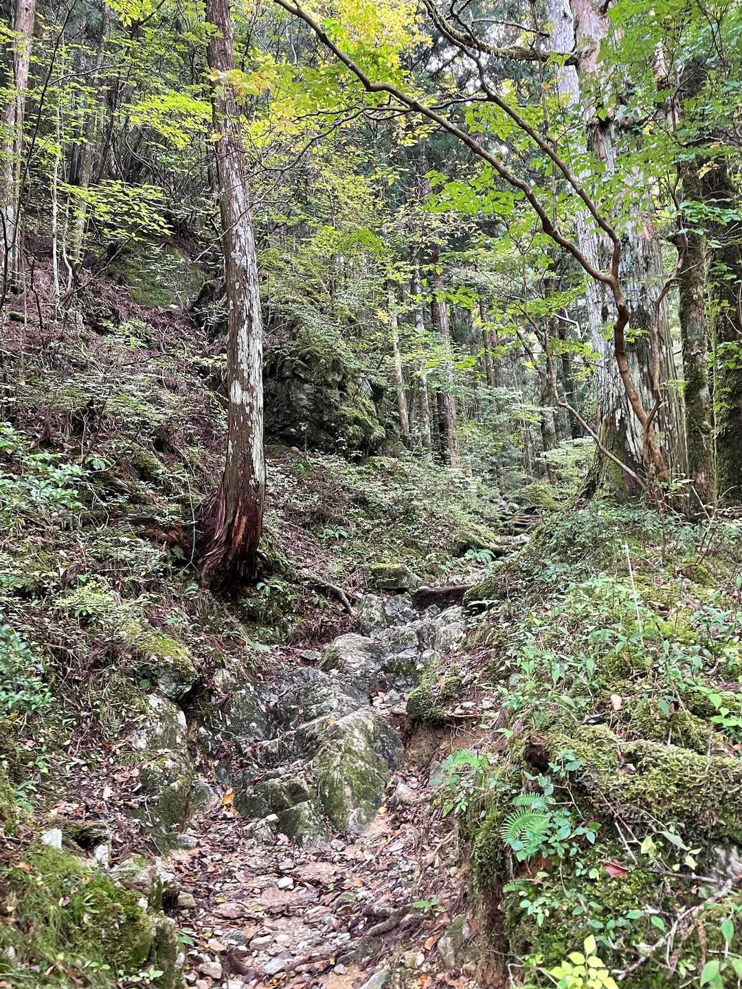 この感じの登山道🌳好き😊❤️