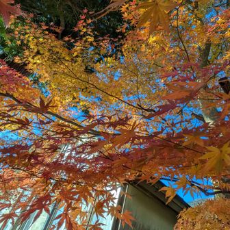 まだ綺麗な紅葉発見😚
筑波焼きも食べたかったのにお休み
ケーブルカー休業中で混んでないのは良かったけど、なんか食べたかったー！
