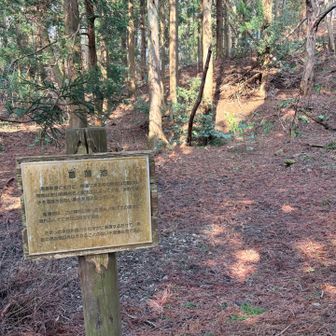 枯れた菖蒲池🥲