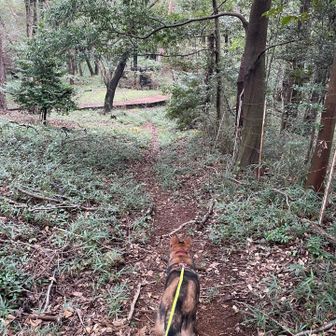 元の登山道に出る道は塞がってるし🤣