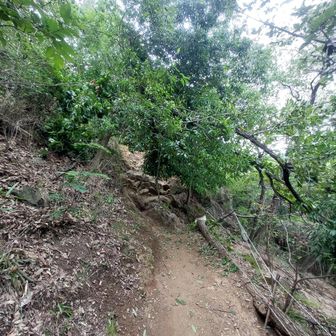 トンビ岩の入り口に倒木
天気予報だと雨がまた降るみたいなのでまだ倒れるかも？