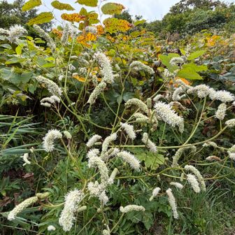 秋やのに
お花がたくさんで