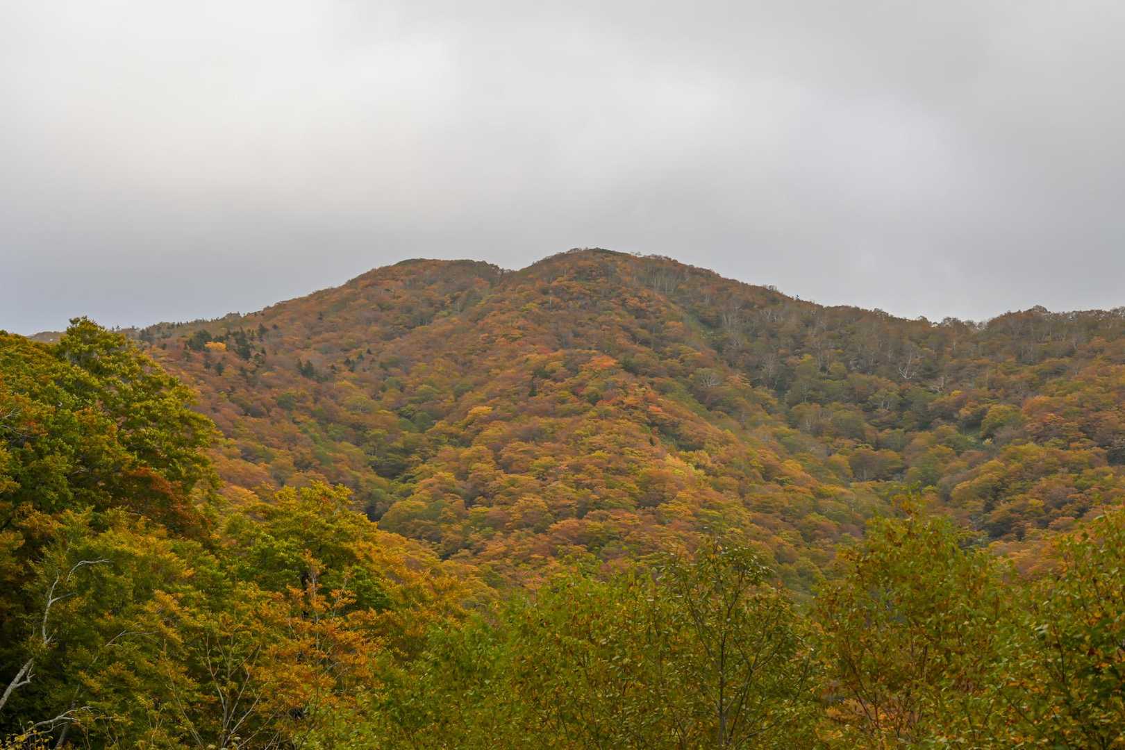 三ツ石山往復 | 山肌が真っ赤に染まる奇跡の全山紅葉、岩手山を望むパノラマ特等席の写真