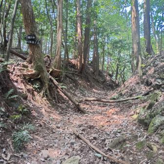 テンション上がらないので、井ノ山には行かず、鞍部から下りることにしました。