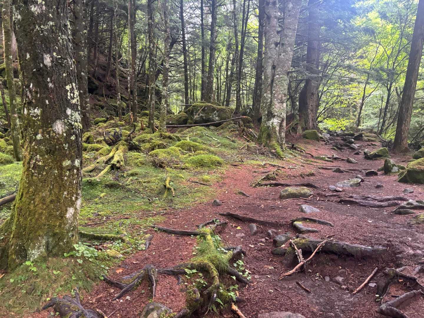 行者小屋を目指して、緑豊かな八ヶ岳の登山道を進みます🌳