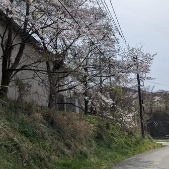 駐車場近辺は桜満開！