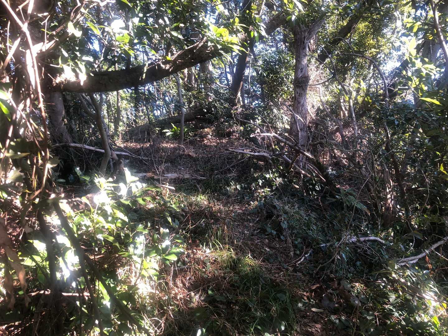 GPSの標高が足りてないように感じたので、少し奥に進むも、藪・倒木の道。高鶴山東側の上神社からの昔の参道は、廃道になっている様子。
