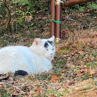 振り向いたらめっちゃかわいいねこさん