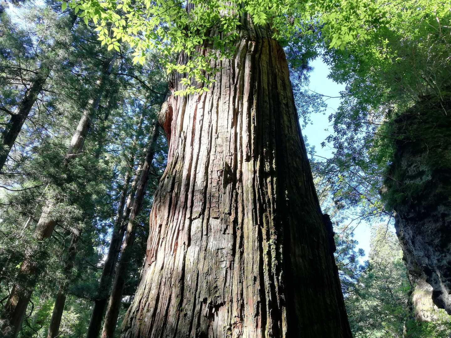パワーを感じます🌲