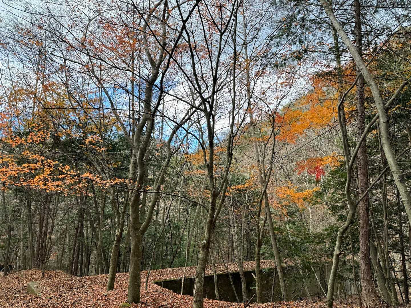 降りてくると紅葉🍁