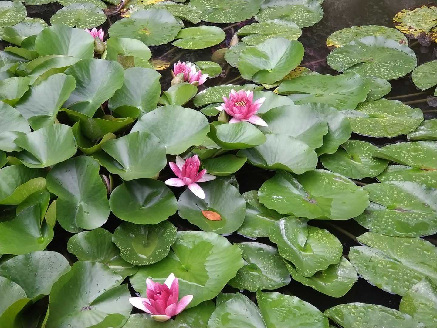 綺麗に咲いてます🌼