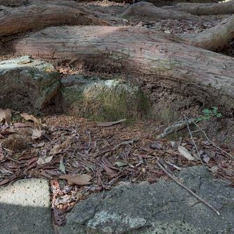 石段を覆う🌲😳