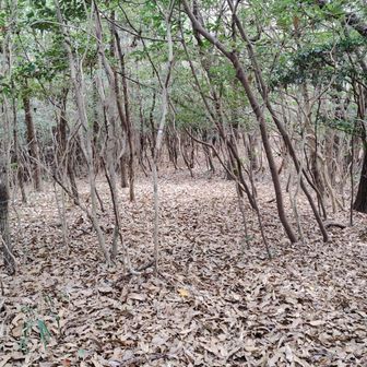 このまま、直登コースで下山してみます。落ち葉で覆われていますが、うっすらと道が続いています。