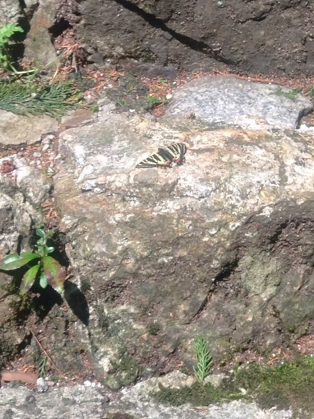 ギフチョウ🦋
