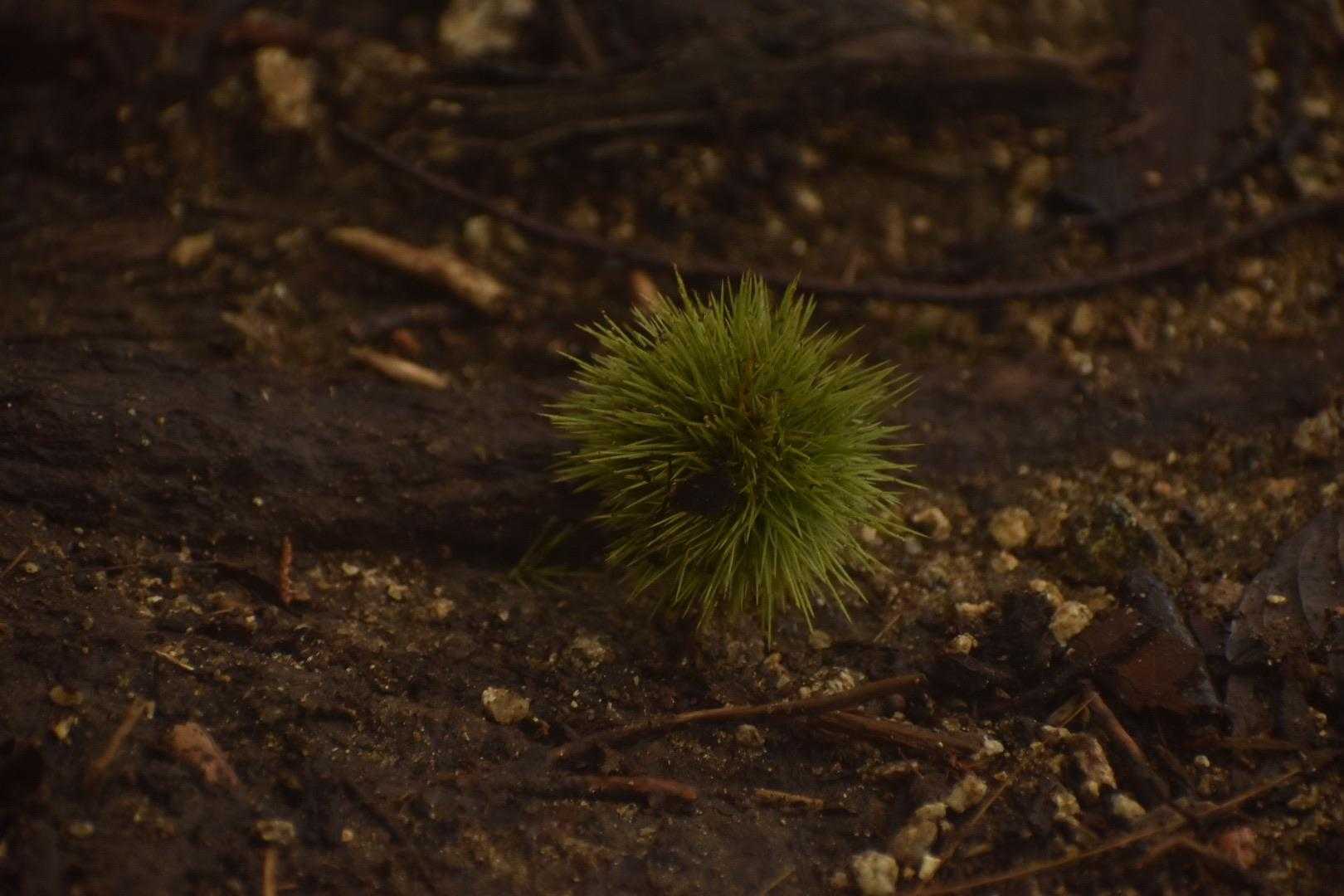 小さい秋を見つけた。