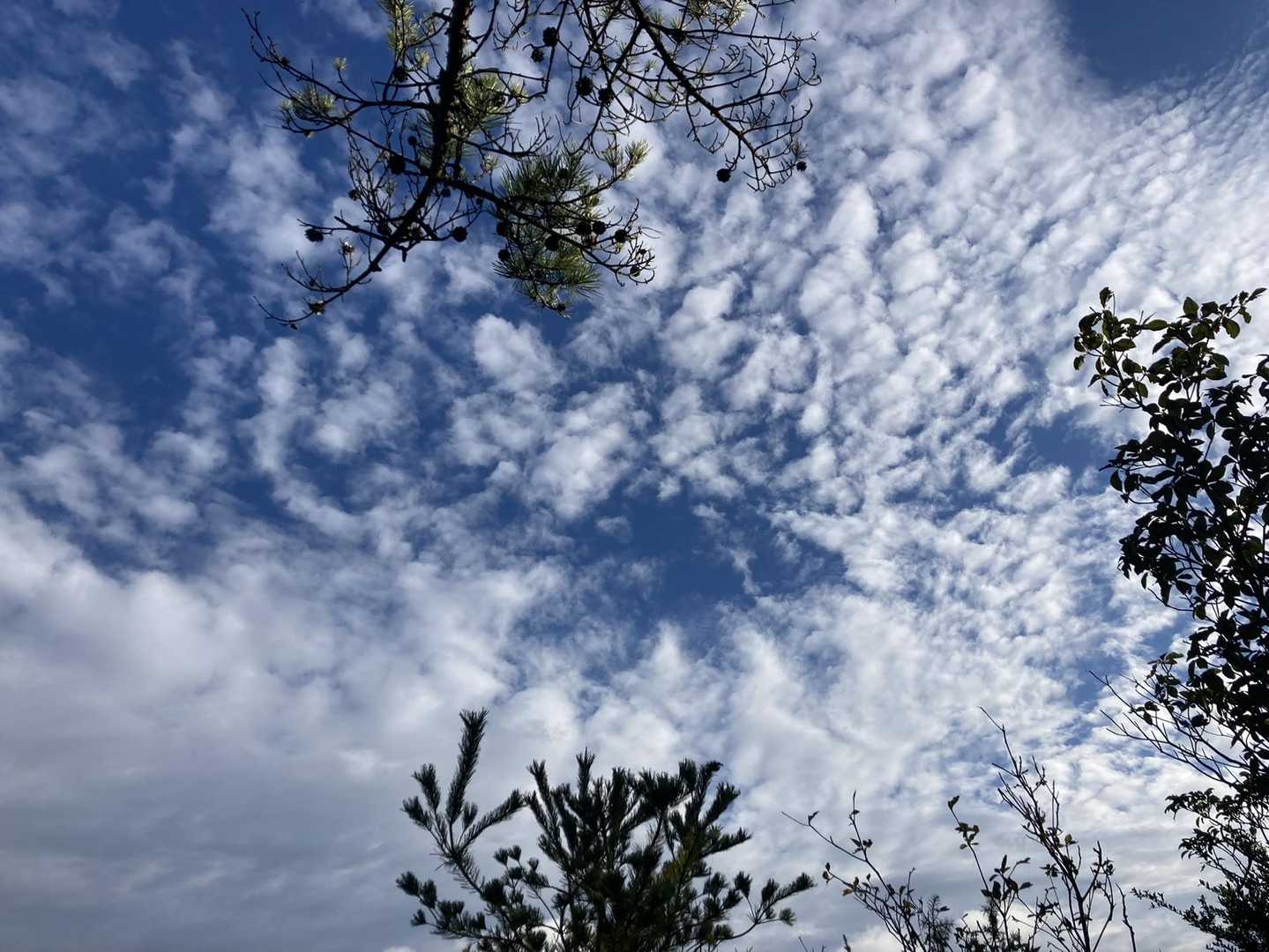 秋晴れって感じの空🍂🍁🌾🍄