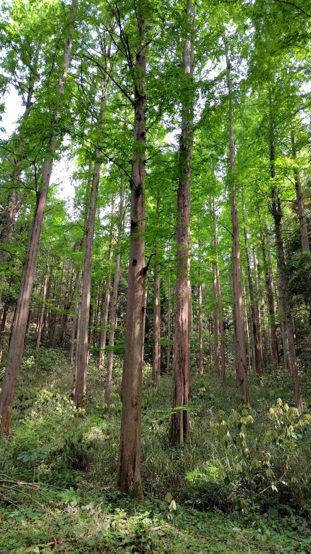 メタセコイアの森💚新緑が美しい✨