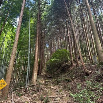 日が差すと暑ゥィ！！