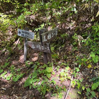 上りは尾根コース
下りは谷川コース