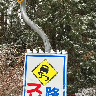 アヒルの隊列🐥🐥🐥🐥🐥🐥