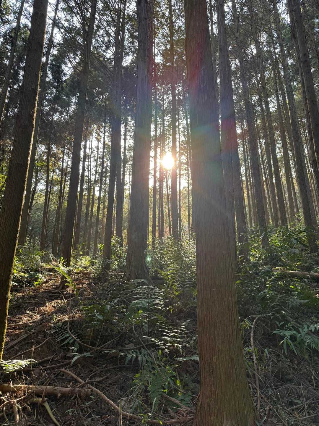 夏に歩きたい道