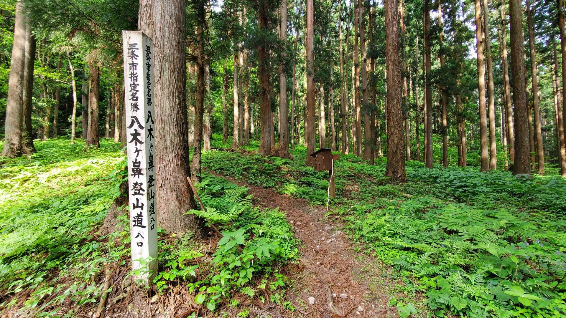 笹の葉採りでヤッケ着てたのですでに服が汗でびしょ濡れです‪💧‬疲労感があるため上りはゆっくりイキます😳