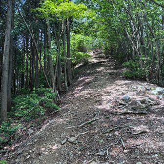 樹林帯歩きが続く。