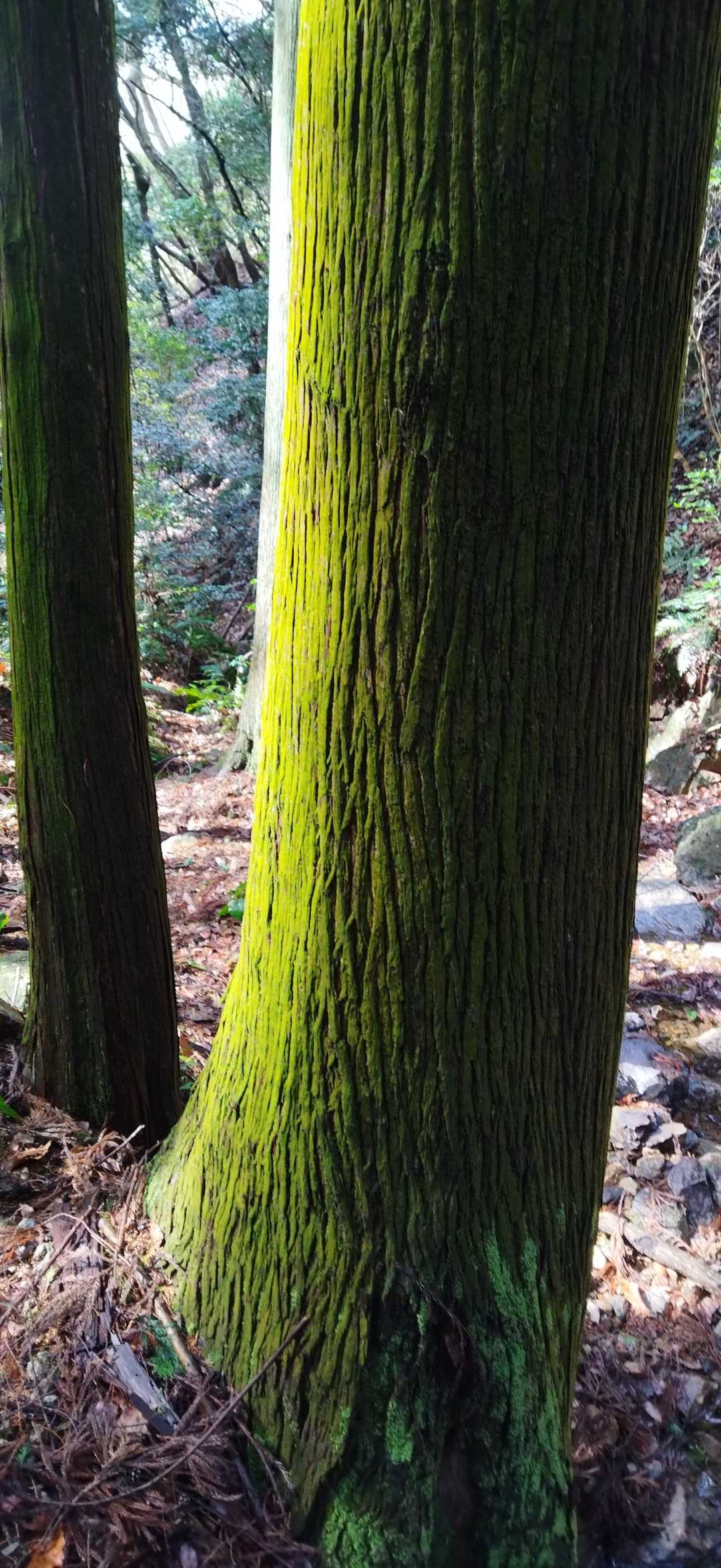 道樹山 往復コースの写真