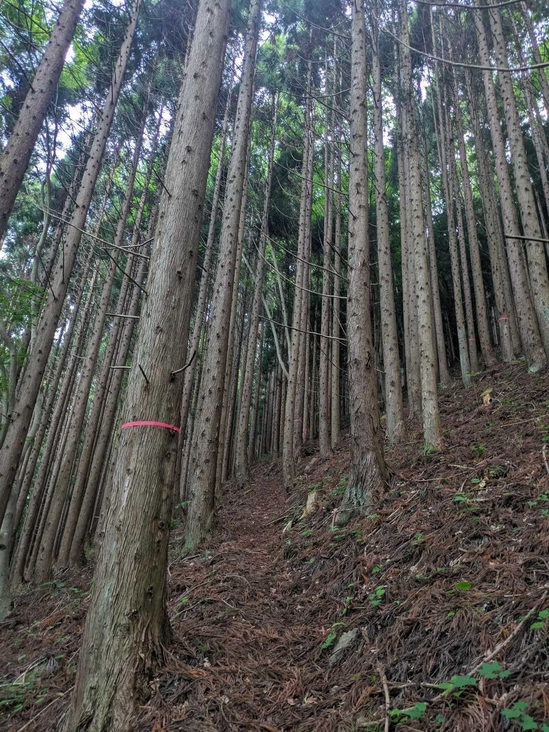 杉林きついつづら折り😅