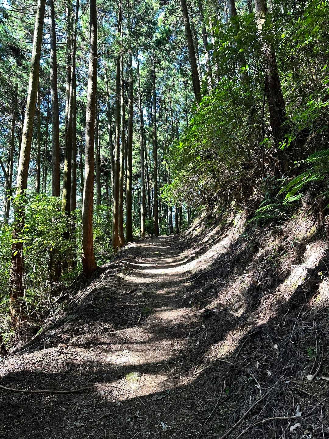 登山道になってきた。