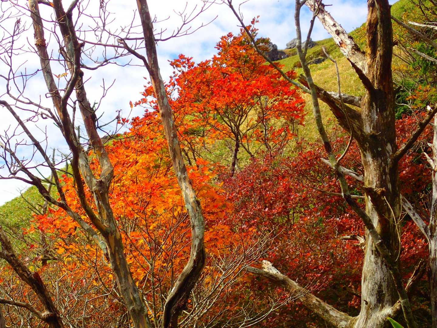 登山道横から見える🍁