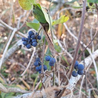 アオツヅラフジの実🌑