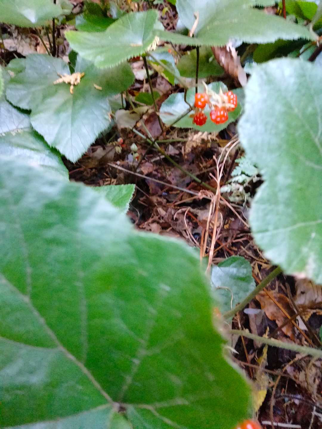 フユイチゴ🍓
今日も有り
今時期はいっぱいなのね